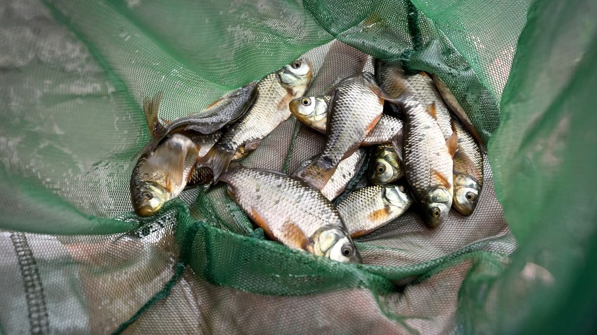 Velká rybí krádež: Desítky karasů a jeseter zmizeli z jezírka u domu na Českobudějovicku